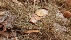 Biolino Baby-Atelier, Naturmaterialien-Kiste für Kleinkinder