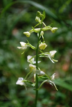 Botanische Rarität in der "Hölle": Die Grünliche Waldhyazinthe, eine unscheinbare Waldorchidee.