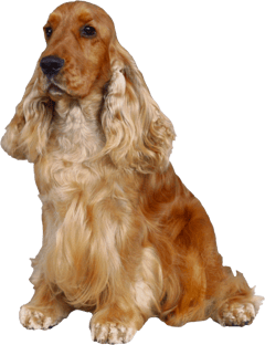 Image animaux detourée transparent sur fond blanc chien cocker spagniel png