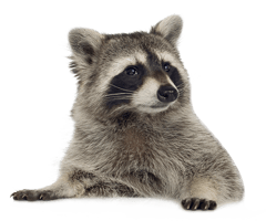 raton laveur image transparente png