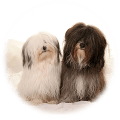 Havaneser from the Secret Garden