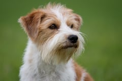 Hundkatzemaus VOX Kromfohrländer Sendung