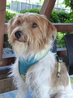 Hundkatzemaus VOX Kromfohrländer Sendung