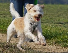 Hundkatzemaus VOX Kromfohrländer Sendung