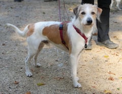 Hundkatzemaus VOX Kromfohrländer Sendung