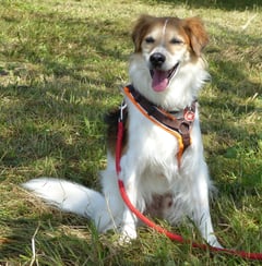 Hundkatzemaus VOX Kromfohrländer Sendung