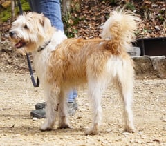Hundkatzemaus VOX Kromfohrländer Sendung