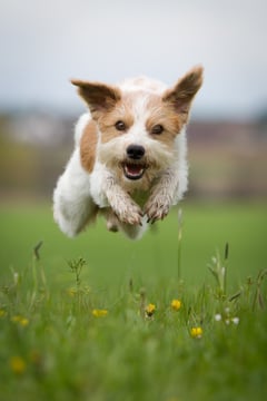 Hundkatzemaus VOX Kromfohrländer Sendung