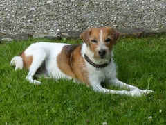 Hundkatzemaus VOX Kromfohrländer Sendung