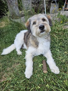 Caruso  mit Geburtstags-Goodie