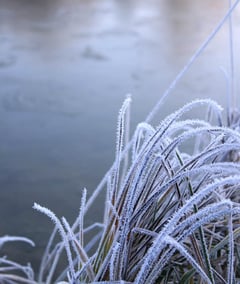 Raureif am Tumlinger See