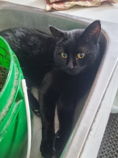 Sometimes this "rocket cat" from the barn sneaks into the house.