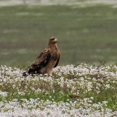In der Pseudosteppe bei Castro Verde