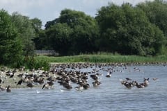 Gänse, Möwen und Kormorane im NSG Lanker See (Foto: Manfred Bach/NABU Preetz-Probstei)