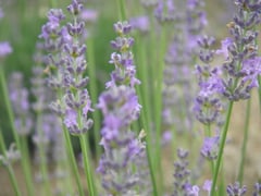ラベンダー