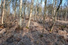 Große Teile der Parzelle im Dätgener Moor werden von Birkenbruchwald eingenommen.