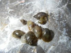 Pêche de l'esturgeon