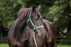 Gelassenheit und Lebensqualität