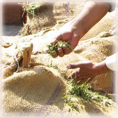 摘みたてのヘナの葉~目の覚めるような緑と香りが素晴らしい