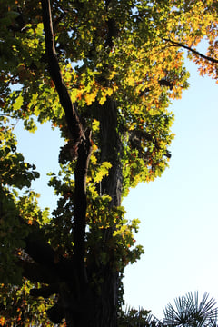 ピンオーク　林試の森　11月