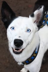 Toback, Sohn von Maxi und Sharky