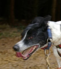 Mini († 2008) - Mutter von Maxi (Oma von Toback und Sitka) Foto: Silvia Furtwängler