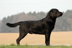 Don vom Kloster Haimbach, genannt Leo