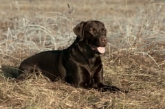 Eika of Eleven Creek