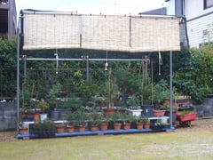 奈良県　北葛城郡　広陵町　Ｓ様邸　施工事例　芝生　撤去　盆栽　棚　施工事例