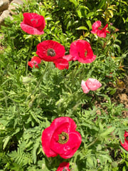 オリエンタルポピー　オニゲシ