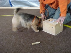 Filou beim Denkspiel