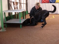 Anubis übt "ziehen"