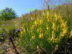 Genet des teinturiers