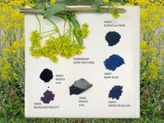 Bleu Indigo et Isatis tinctoria