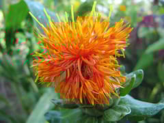 Carthame des teinturiers