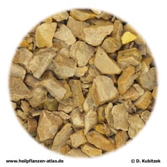 Zitwerwurzelstock, Zedoariae rhizoma