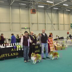 BIS & RBIS Shetland Sheepdog Open Club Show- Left: JUN CH, CJW 12 IRISH LEGEND OF NAVARREM (Mr E & Mr P Castillo & Fortune)  Right: CH TOORALIE'S EDITON DE LUXE AT FEARNACH JNR CH (Damian D Mc Donald) March 2013