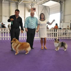 Irish Kennel Lady Association Ch Show; LEFT : GS & RBOB MULTI CH NAVARREM THE CONQUEROR CW 07 (Mr E & Mr P Castillo & Fortune)  - RIGHT BOB & GS Bitch :  CHAMPION FEARNACH FROSTY MOON AT LONGRANGE JUN CH CJW11 CW11 CW 13 (Mrs. C Dunne 