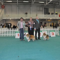 Combined Canine All Breed Int. Ch. Show 30th March 2013- Left:Best Of Breed  JUN CH, CJW 12 IRISH LEGEND OF NAVARREM (Mr E & Mr P Castillo & Fortune)  Right: Reserve Best Of Breed  CH FEARNACH XIT TO HEAVEN (Damian D Mc Donald)  