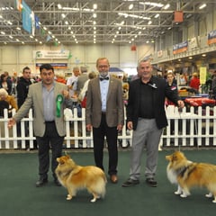 I.KC. All Breed International Show Day 1 05.10.2013 Left Green Star Bitch & BOB NAVARREM FORTUNE LADY JR CH (Mr E & Mr P Castillo & Fortune)  Right Green Star Dog JUN CH, CJW 12 IRISH LEGEND OF NAVARREM (Mr E & Mr P Castillo & Fortune) 