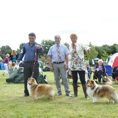 4 Day Irish Circuit: Limerick All Breed Ch Show 22.08.2013 Left Green Star Bitch & BOB NAVARREM FORTUNE LADY JR CH (Mr E & Mr P Castillo & Fortune)   Right KLASSYMAR BOBBY SOCKS (Ms M Morris) 