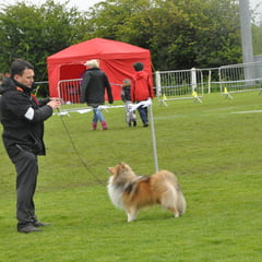 Newtownards & Dist Canine Club 12th May 2013- Best of Breed was JUN CH, CJW 12 IRISH LEGEND OF NAVARREM (Mr E & Mr P Castillo & Fortune)- Reserve Best of Breed was CHAMPION FEARNACH FROSTY MOON AT LONGRANGE  (Mrs. C Dunne)Newtownards & Dist Canine Club 12
