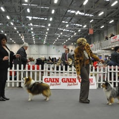 IKC Celtic Winner Show 16th March 2013-  Left : Best Of Breed  JAPARO DESIGNED TO DAZZLE AT LONGRANGE CJW11 JUN CH (Mrs. C Dunne)  Right : Reserve Best Of Breed  CHAMPION FEARNACH FROSTY MOON AT LONGRANGE JUN CH CJW11 CW11 (Mrs. C Dunne) 
