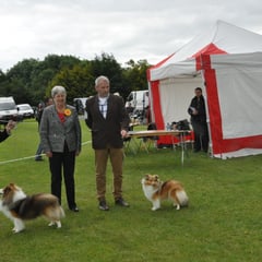 Belgian Shepherd Dog Club of Ireland Group Ch Show- Left : Best Of Breed  JAPARO DESIGNED TO DAZZLE AT LONGRANGE CJW11 JUN CH (Mrs. C Dunne) Right : GS Bitch LONGRANGE SCARLET OHARA JUN CH (Mrs. C Dunne)  
