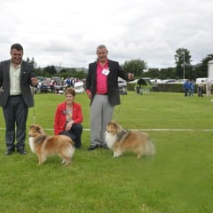 Bangor & North Dog Canine Club All Breed  LEFT BOB & GS Bitch NAVARREM FORTUNE LADY JR CH (Mr E & Mr P Castillo & Fortune)  - RIGHT : RBOB & GS Dog CH JUN CH, CJW 12 IRISH LEGEND OF NAVARREM (Mr E & Mr P Castillo & Fortune)