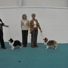 Bull Breed All Breed Ch Show 28th October 2013 Left Green Star Bith & BOB KARYSHANTY PURE DESTINY OF MOIFARA (Maura Farrell)  Left Green Star Dog KLASSYMAR BOBBY SOCKS (Ms M Morris)