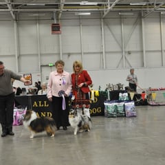 All Ireland Shetland Sheepdog Club Ch Show May 2013-   Best in Show GIRL SEXY GIRL DES ROMARINS DE MAYERLING AT SEVENOAKS JNR CHAMPION (Joe & Brenda Doyle) & RBIS CH SEVENOAKS GOLD EDITION CW11 AN CH. 11, 12 (Joe & Brenda Doyle) 