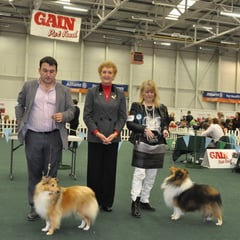 I.KC. All Breed International Show Day 2- 06.10.2013 Left Green Star Bitch & BOB NAVARREM FORTUNE LADY JR CH (Mr E & Mr P Castillo & Fortune)  Right Green Star Dog CH SEVENOAKS GOLD EDITION CW11 AN CH. '11 '12 CW 11 (Joe & Brenda Doyle) 
