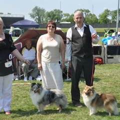 Bray & District Canine Club All Breed Ch Left BOB & GS Dog CH FEARNACH BLUE RHAPSODY AT CLUAINULTAIGH JUN CH (Mrs R Jackson) - Right : GS Bitch CH FEARNACH FROSTY MOON AT LONGRANGE  (Mrs. C Dunne) 