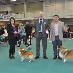 Dublin Dog Show Society Ch Show 27.12.2013 Left Green Star Bitch & BOB LONGRANGE SCARLET OHARA JUN CH (Mrs. C Dunne)  Left Green Star Dog CH IRISH LEGEND OF NAVARREM JUN CH, CJW 12 (Mr E & Mr P Castillo & Fortune)